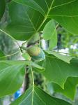 summer photograph Tulpenboom__Liriodendron_tulipifera__Tulip_treeimg_4325.jpg