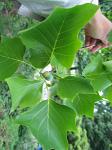 summer photograph Tulpenboom__Liriodendron_tulipifera__Tulip_treeimg_4326.jpg