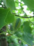 summer photograph Tulpenboom__Liriodendron_tulipifera__Tulip_treeimg_4329.jpg