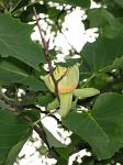 summer photograph Tulpenboom__Liriodendron_tulipifera__Tulip_treeimg_4331.jpg