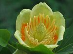 summer photograph Tulpenboom__Liriodendron_tulipifera__Tulip_treeimg_4332.jpg