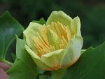 summer photograph Tulpenboom__Liriodendron_tulipifera__Tulip_treeimg_4333.jpg