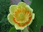 summer photograph Tulpenboom__Liriodendron_tulipifera__Tulip_treeimg_4334.jpg