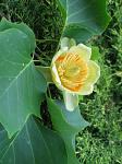 summer photograph Tulpenboom__Liriodendron_tulipifera__Tulip_treeimg_4337.jpg