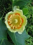 summer photograph Tulpenboom__Liriodendron_tulipifera__Tulip_treeimg_4338bloem.jpg