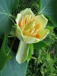 summer photograph Tulpenboom__Liriodendron_tulipifera__Tulip_treeimg_4339bloem.jpg