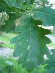 summer photograph Wintereik__Quercus_patrea__Sessile_oakimg_4812.jpg