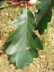 summer photograph Wintereik__Quercus_patrea__Sessile_oakimg_6202blad.jpg