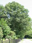 summer photograph Wintereik__Quercus_patrea__Sessile_oakimg_6203.jpg