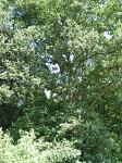 summer photograph Wintereik__Quercus_patrea__Sessile_oakimg_6205.jpg