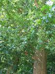 summer photograph Wintereik__Quercus_patrea__Sessile_oakimg_6216.jpg