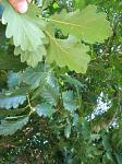 summer photograph Wintereik__Quercus_patrea__Sessile_oakimg_6222.jpg