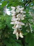 summer photograph Witte_acacia__Robinia_pseudoacacia__Black_locustimg_4248bloem.jpg