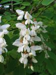 summer photograph Witte_acacia__Robinia_pseudoacacia__Black_locustimg_4250bloem.jpg