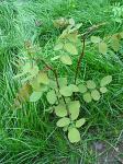 summer photograph Witte_acacia__Robinia_pseudoacacia__Black_locustimg_4625klein.jpg