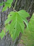 summer photograph Witte_esdoorn__Acer_sacharinum__Silver_mapleimg_4341.jpg