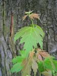 summer photograph Witte_esdoorn__Acer_sacharinum__Silver_mapleimg_4344blad.jpg