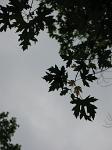 summer photograph Witte_esdoorn__Acer_sacharinum__Silver_mapleimg_4345.jpg