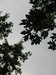 summer photograph Witte_esdoorn__Acer_sacharinum__Silver_mapleimg_4346.jpg