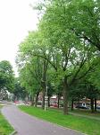 summer photograph Witte_esdoorn__Acer_sacharinum__Silver_mapleimg_4348.jpg