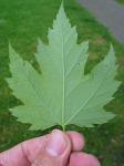 summer photograph Witte_esdoorn__Acer_sacharinum__Silver_mapleimg_4350.jpg