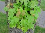 summer photograph Witte_esdoorn__Acer_sacharinum__Silver_mapleimg_4352.jpg