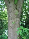 summer photograph Witte_esdoorn__Acer_sacharinum__Silver_mapleimg_4422.jpg