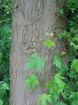 summer photograph Witte_esdoorn__Acer_sacharinum__Silver_mapleimg_4423.jpg