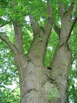 summer photograph Witte_esdoorn__Acer_sacharinum__Silver_mapleimg_4424.jpg