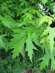 summer photograph Witte_esdoorn__Acer_sacharinum__Silver_mapleimg_4426.jpg