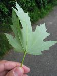 summer photograph Witte_esdoorn__Acer_sacharinum__Silver_mapleimg_4428.jpg