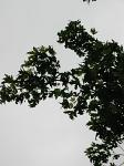 summer photograph Witte_esdoorn__Acer_sacharinum__Silver_mapleimg_4432.jpg