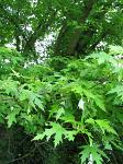 summer photograph Witte_esdoorn__Acer_sacharinum__Silver_mapleimg_4433.jpg