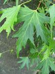 summer photograph Witte_esdoorn__Acer_sacharinum__Silver_mapleimg_5238blad.jpg