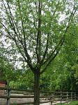 summer photograph Witte_esdoorn__Acer_sacharinum__Silver_mapleimg_5241.jpg