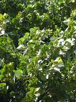 summer photograph Zilverlinde__Tilia_tomentosa__Silver_lindenimg_6235.jpg