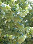 summer photograph Zilverlinde__Tilia_tomentosa__Silver_lindenimg_6236.jpg