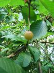 summer photograph Zoete_kers__Prunus_avium__Sweet_cherryimg_5184.jpg