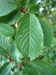 summer photograph Zoete_kers__Prunus_avium__Sweet_cherryimg_5185.jpg