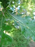 summer photograph Zomereik__Quercus_robur__English_oakimg_4727fruit.jpg