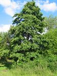 summer photograph Zwarte_els__Alnus_glutinosa__Common_alderimg_4739sil.jpg