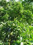 summer photograph Zwarte_els__Alnus_glutinosa__Common_alderimg_4740.jpg