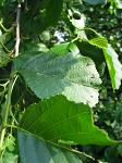 summer photograph Zwarte_els__Alnus_glutinosa__Common_alderimg_4741.jpg