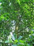 summer photograph Zwarte_els__Alnus_glutinosa__Common_alderimg_4748.jpg